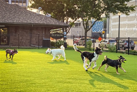 Happy dogs in a clean dog park
